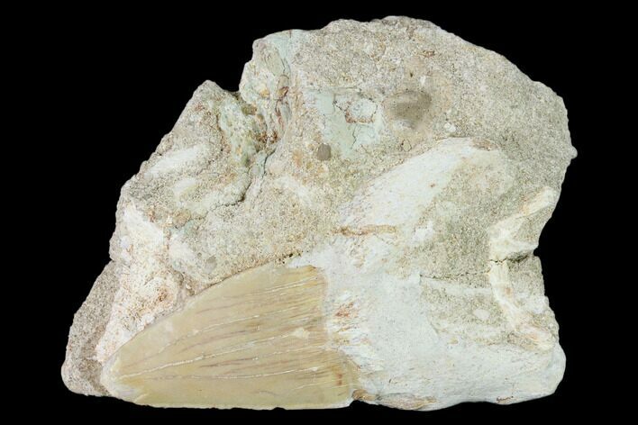 Otodus Shark Tooth Fossil in Rock - Eocene #139852